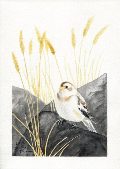 Aquarellbild "Schneeammer", der weiße Vogel sitzt auf einem Stein