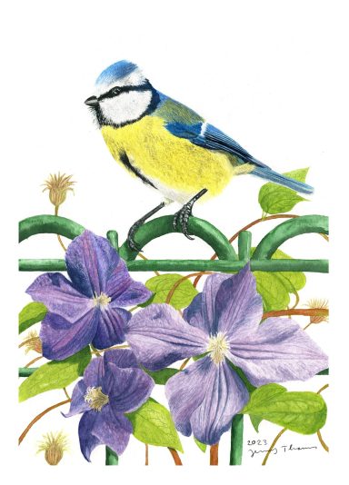 Aquarell-Vogel-Bild "Blaumeise und Clematis"