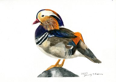 Eine mit Aquarell gemalte Mandarinente, der Vogel sitzt auf einem Stein