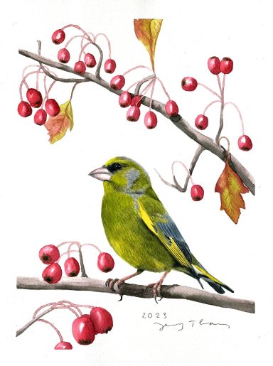 Grünfink auf Weißdornzweig, Aquarellbild