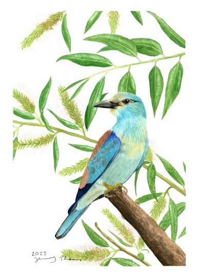 Blauracke mit Aquarell gemalt (Vogel)
