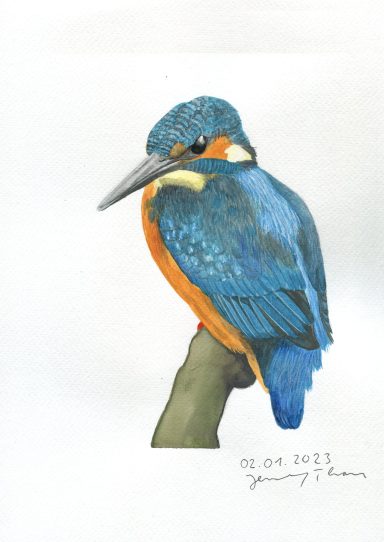 Eisvogel mit Aquarell gemalt