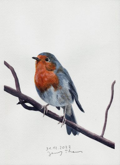 Rotkehlchen mit Aquarell gezeichnet