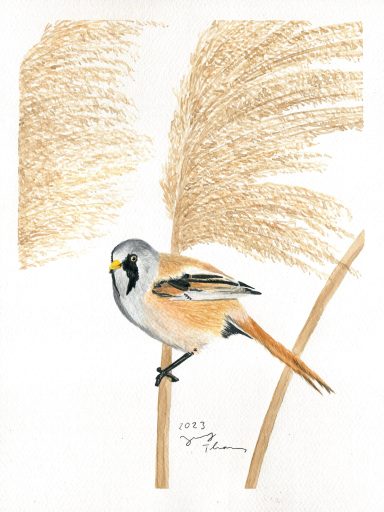 Aquarellmalerei von einer Bartmeise in Schilf