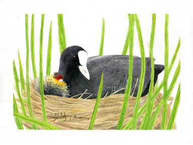 Aquarell-Bild von einem Blässhuhn mit Küken