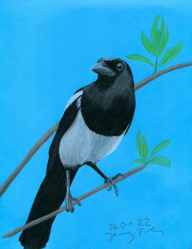 Eine auf blauem Papier mit Farbstiften gezeichnete Elster