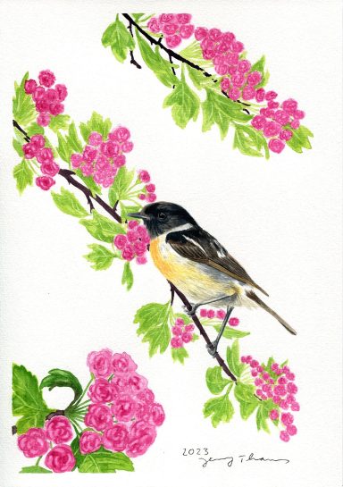 Aquarellbild mit Schwarzkehlchen, der Vogel sitzt auf Rotdornästen
