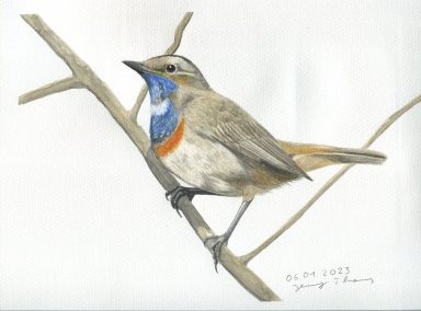 Blaukehlchen mit Aquarell gemalt