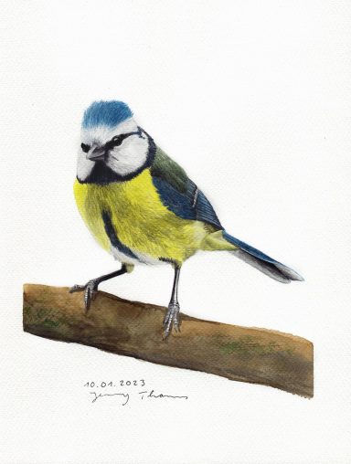 Blaumeise mit Aquarell gemalt