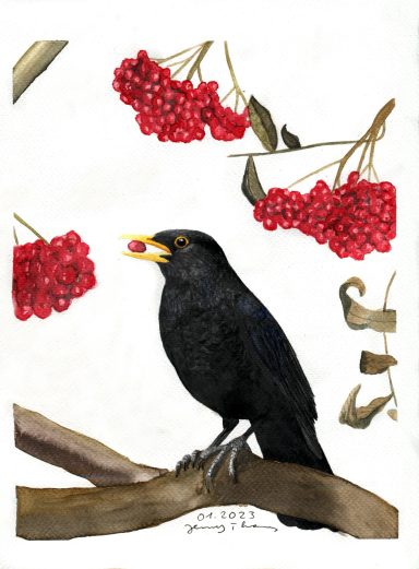 Aquarellzeichnung "Amsel mit Vogelbeeren"