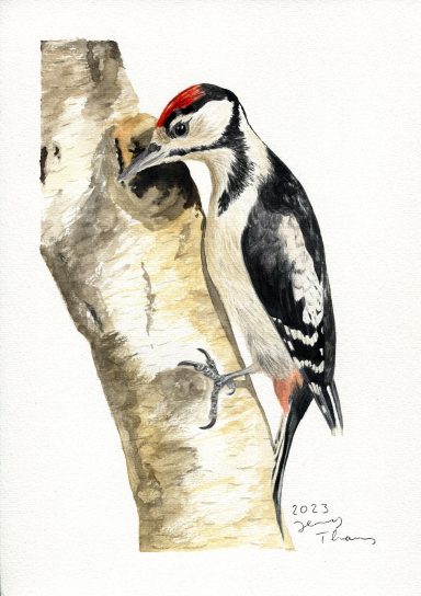 Aquarellbild von einem jungen Buntspecht