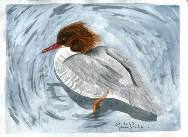 Gemaltes Gänsesäger-Weibchen im Wasser