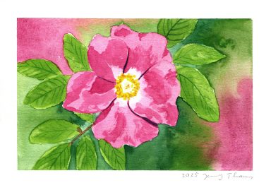In Aquarell gemalte Apfel-Rose (Heckenrose)