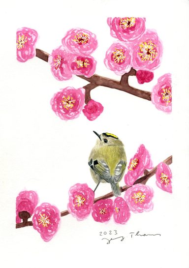 Ein Wintergoldhähnchen mit Aquarell gemalt inmitten von pinken Pflaumenblüten