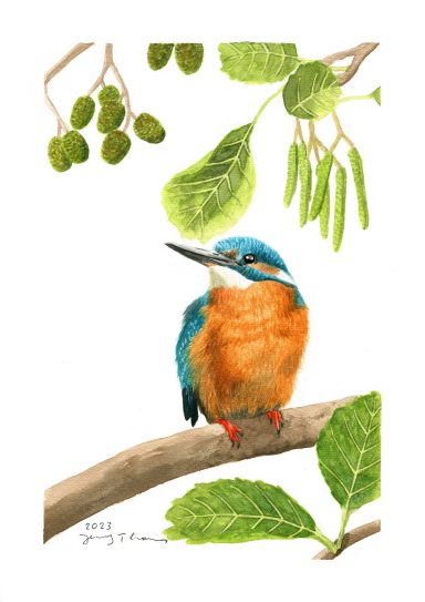Aquarell-Zeichnung von einem Eisvogel auf einem Erlenast