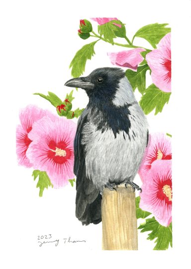 Aquarell-Zeichnung von einer Nebelkrähe zwischen Hibikusblüten