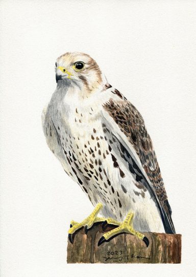 Aquarellbild "Sakerfalke" 