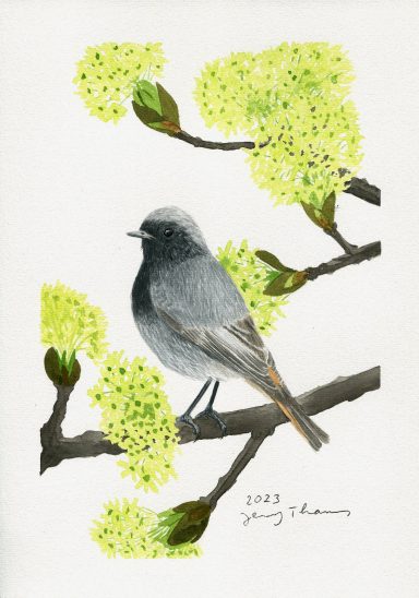 Aquarellmalerei von einem Hausrotschwanz