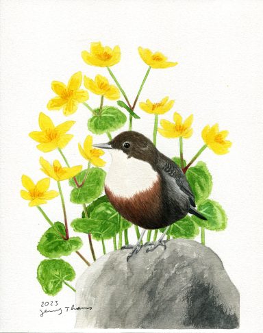 Eine Wasseramsel, der Vogel wurde mit Aquarell gemalt