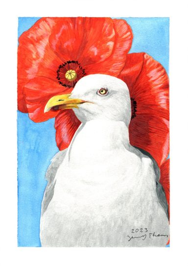 Silbermöwe vor Mohnblumen, Aquarell-Zeichnung