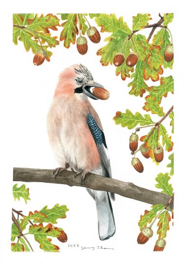 Eichelhäher auf Eiche, Aquarellzeichnung