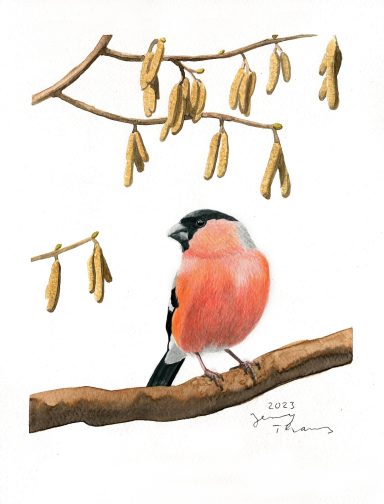 Aquarellbild mit Dompfaff auf Haselnuss