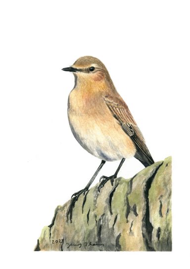 Aquarell Steinschmätzer auf Stein