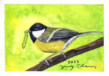 Kohlmeise mit Raupe im Schnabel, Aquarell
