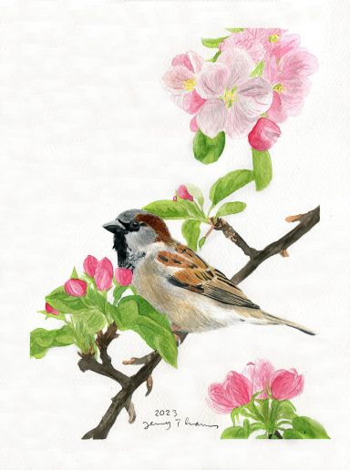 Haussperling als Aquarell-Zeichnung auf Apfelbaum