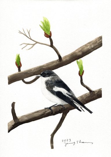 Trauerschnäpper auf einem Ast mit Aquarell gemalt