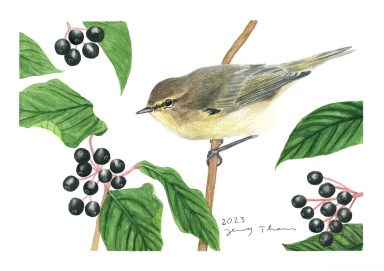 Zilpzalp (Vogel) im Beerenstrauch, Aquarell