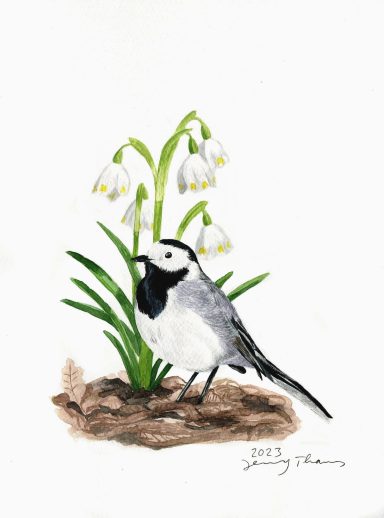 Eine mit Aquarellfarbe gemalte Bachstelze unter Märzenbechern