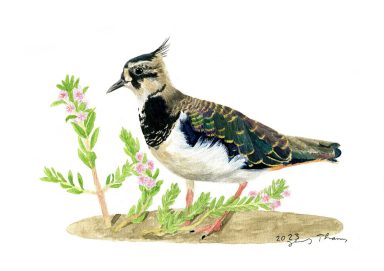 Ein Aquarellbild, das einen Kiebitz umgeben von Blüten zeigt