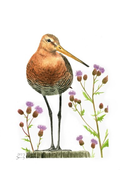 Aquarell-Vogelbild von einer Uferschnepfe