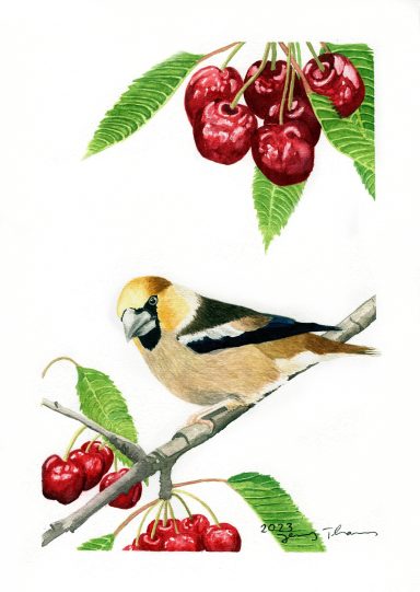 Ein mit Aquarell gemalter Kernbeißer auf einem Kirschenast mit Kirschen