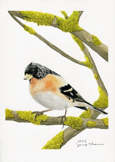 Aquarell-Zeichnung von einem Bergfink