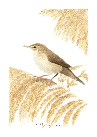 Rohrschwirl (Vogel) mit Aquarell gezeichnet