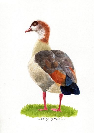 Aquarell-Zeichnung einer Nilgans