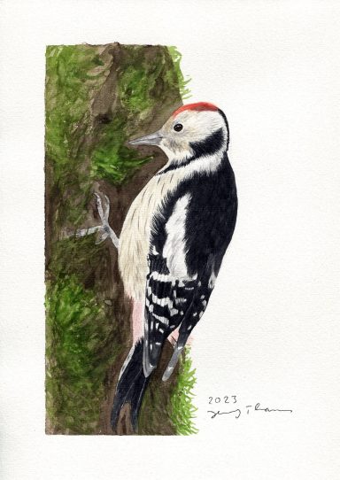 Mittelspecht mit Aquarell gemalt