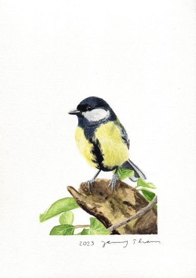 Kohlmeise auf einem Efeuast mit Aquarell gemalt
