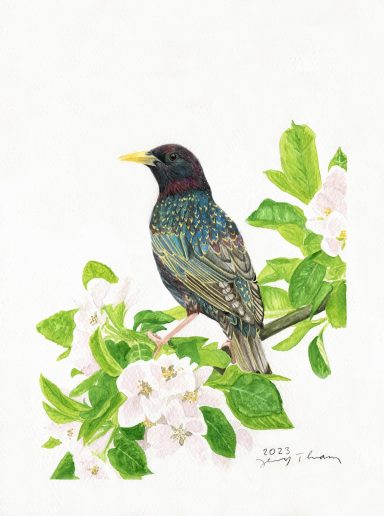 Bunt schillernder Star als Aquarellbild