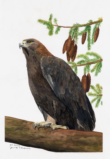 Aquarellbild "Steinadler auf Fichtenzweig", ein Kunstwerk