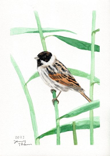 Aquarell-Zeichnung mit Rohrammer auf Schilf
