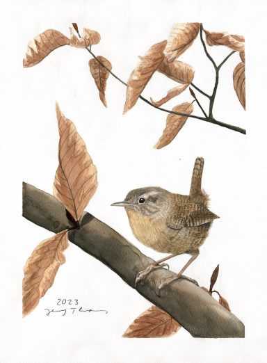 Aquarell von einem Zaunkönig auf einer Buche
