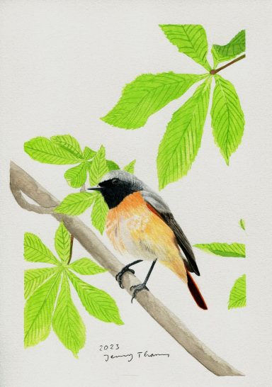 Ein mit Aquarell gemalter Vogel, ein Gartenrotschwanz
