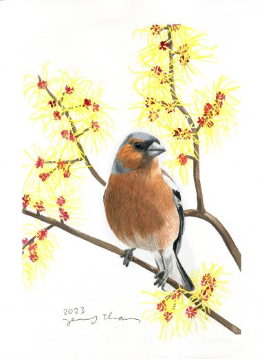 Buchfink mit Aquarell gemalt auf Zaubernuss