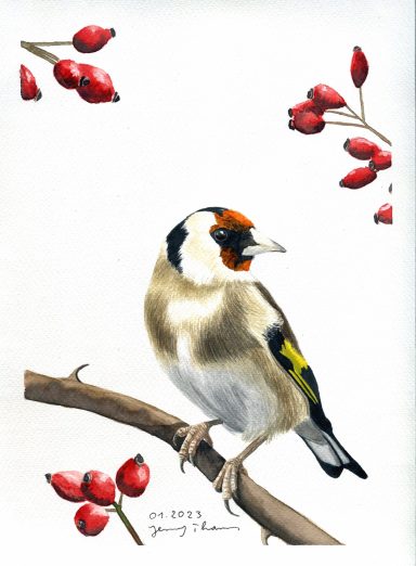 Aquarellzeichnung mit Stieglitz und Hagebutten