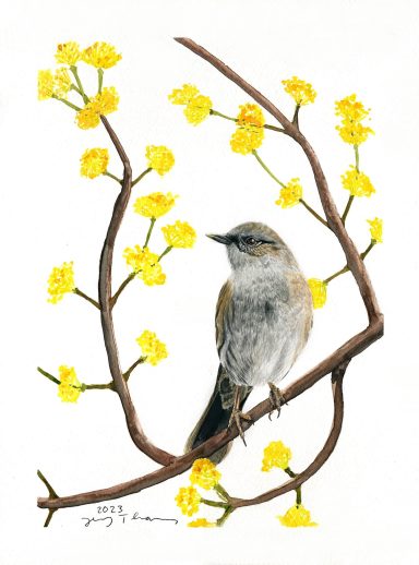 Aquarellzeichnung von einer Heckenbraunelle und Blüten