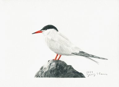 Mit Aquarell gemalte Flussseeschwalbe auf einem Stein