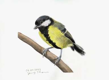 Aquarellzeichnung von Kohlmeise